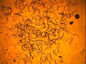 1560151482434461.gif 图一.gif