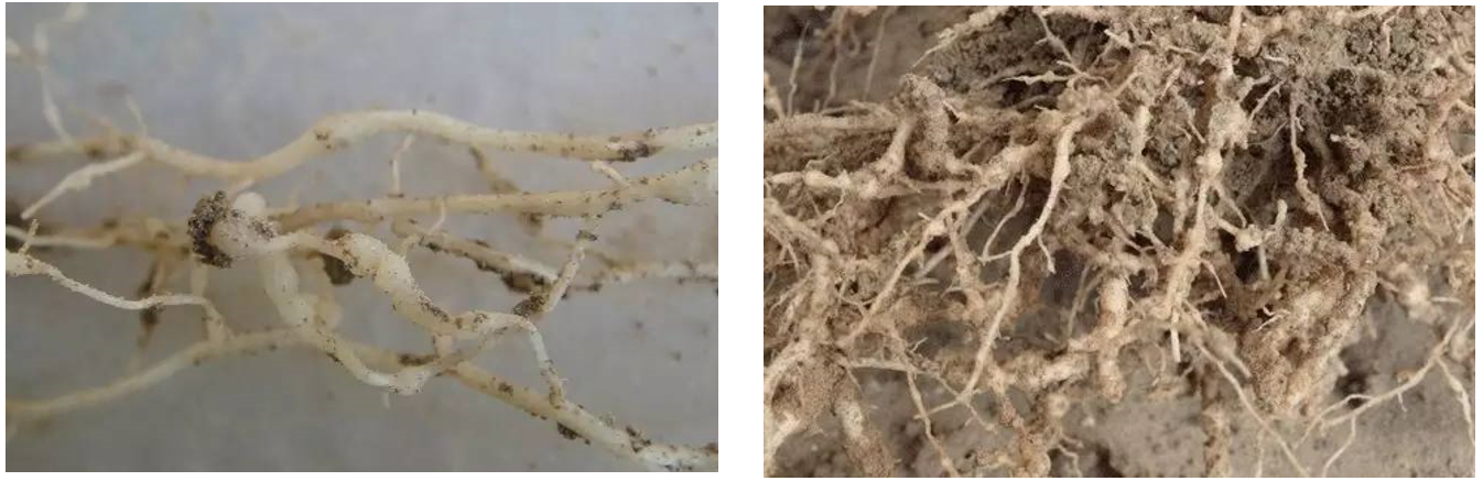 1560154995257109.png 图四.png